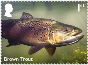 Stamp, Brown Trout (Salmo trutta) (Reprint), United Kingdom of Great Britain & Northern Ireland,  , Animals (Fauna), Fishes