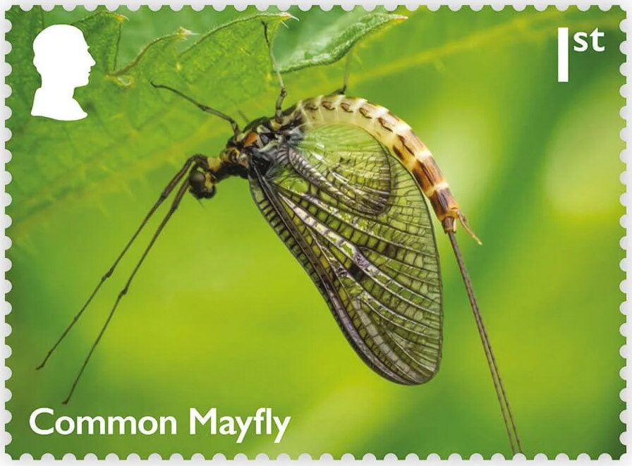 Common Mayfly (Ephemeroptera) (Reprint)