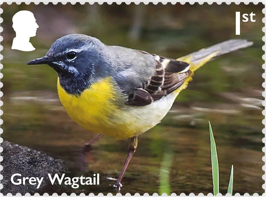 Grey Wagtail (Motacilla cinerea) (Reprint)
