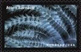 Stamp, Acorn Barnacle, United States of America,  , Animals (Fauna), Crustaceans, Science, Sea Life
