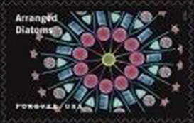 Arranged Diatoms