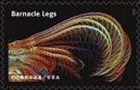 Stamp, Barnacle Legs, United States of America,  , Animals (Fauna), Crustaceans, Science, Sea Life