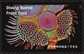 Stamp, Diving Beetle Front Foot, United States of America,  , Animals (Fauna), Beetles, Insects, Science
