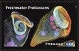 Freshwater Protozoans