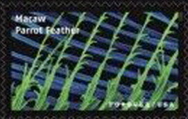 Macaw Parrot Feathers