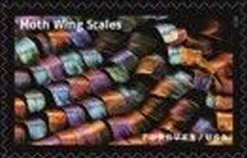 Moth Wing Scales