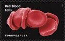 Red Blood Cells