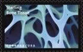 Starling Bone Tissue
