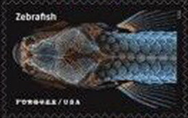 Zebrafish