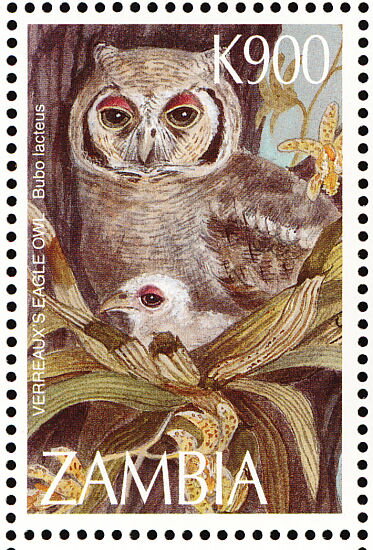 Verreaux's Eagle-Owl (Bubo lacteus)