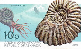 Ammonite Fossil