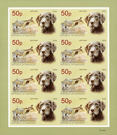 German Wirehaired Pointer