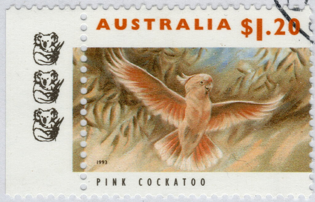 Pink Cockatoo (3rd Reprint - 3 Koalas)