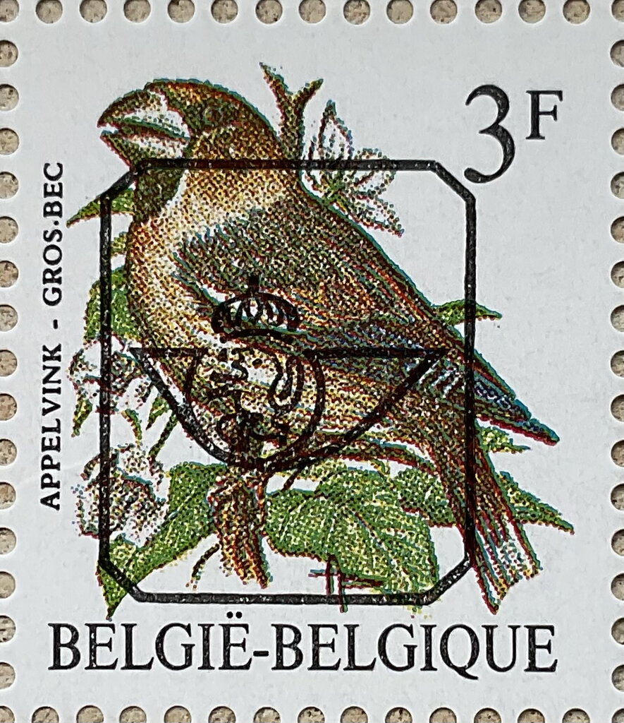 Hawfinch (Coccothraustes coccothraustes)