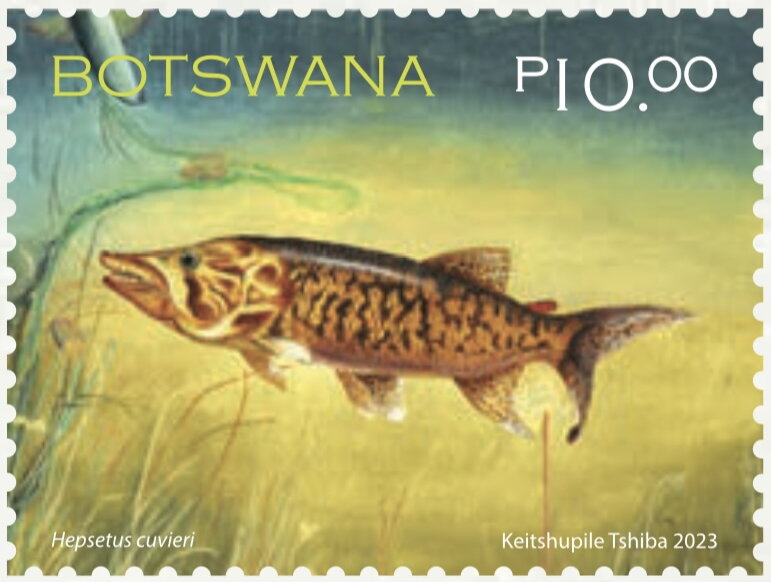 African Pike (Hepsetus cuvieri)
