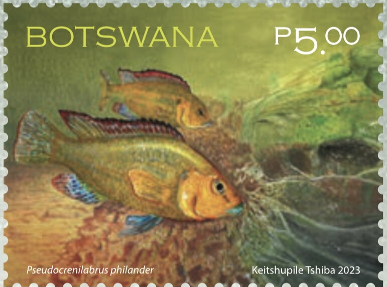 Southern Mouth Brooder (Pseudocrenilabrus philander)