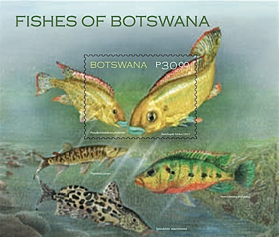 Southern Mouth Brooder (Pseudocrenilabrus philander)