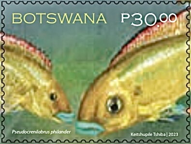Southern Mouth Brooder (Pseudocrenilabrus philander)