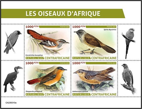 African Birds