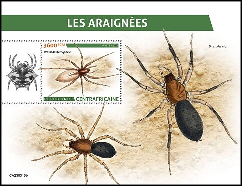 Drassodes ferrugineus