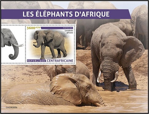 Loxodonta africana