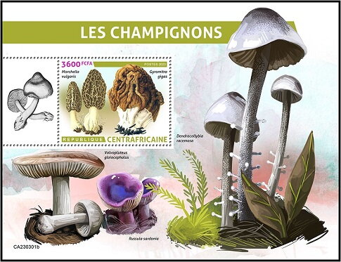 Morchella vulgaris/Gyromitra gigas