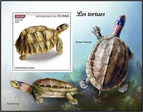 Centrochelys sulcata