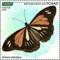 Danaus melanippus