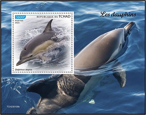 Delphinus delphis