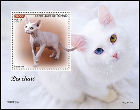 Devon Rex