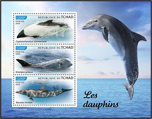 Dolphins