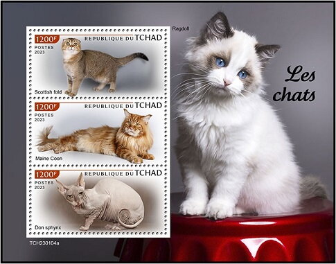 Domestic Cats