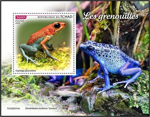 Granular Poison Frog (Oophaga granulifera)