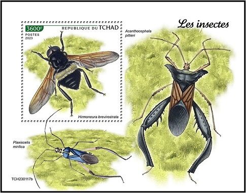 Hirmoneura brevirostrata