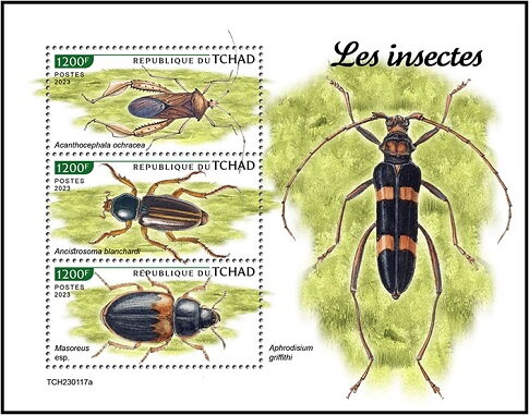 Insects