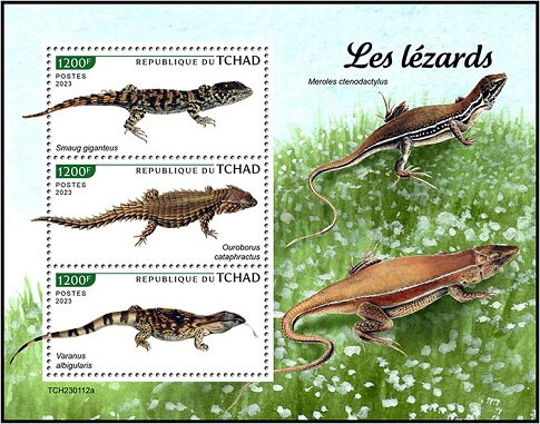 Lizards