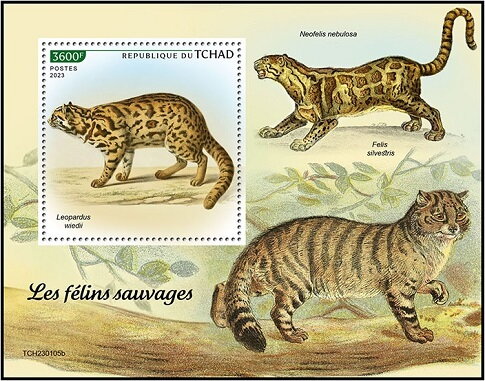 Margay (Leopardus wiedii)