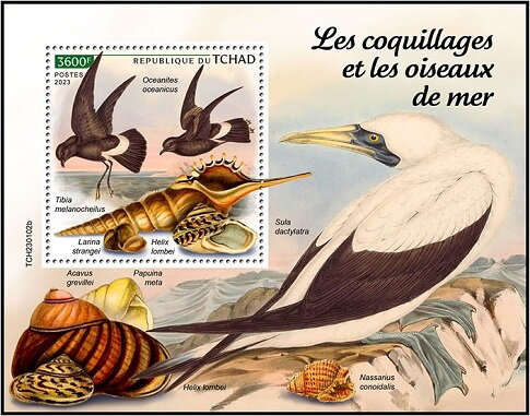 Oceanites oceanicus/Tibia melanocheilus