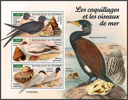 Shells and Seabirds
