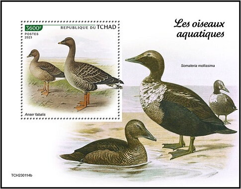 Taiga Bean Goose (Anser fabalis)