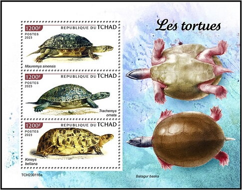 Turtles