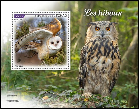 Tyto alba