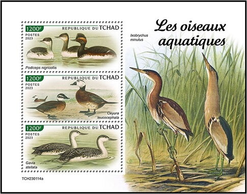 Water Birds