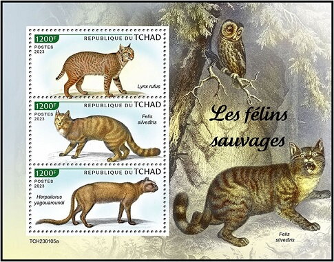 Wild Cats