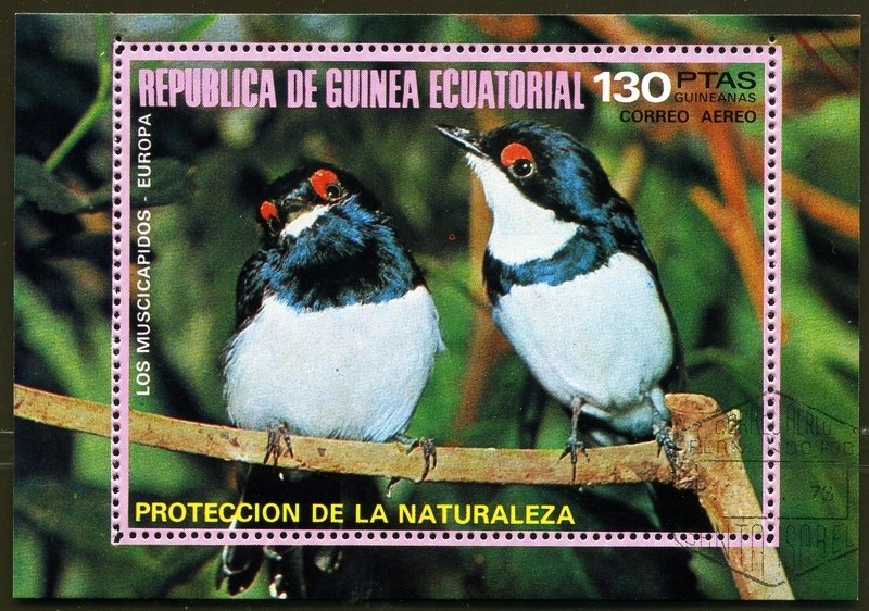 Black-throated Wattle-eye (Platysteira peltata)