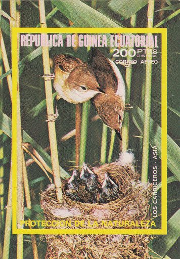 Warbler (Acrocephalus sp.)