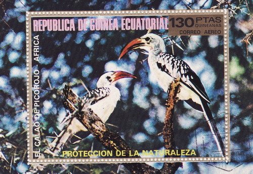 Red-billed Hornbill (Tockus erythrorhynchus)