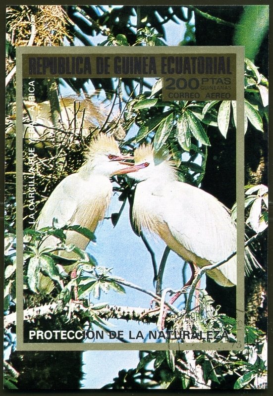 Cattle Egret (Bubulcus ibis)
