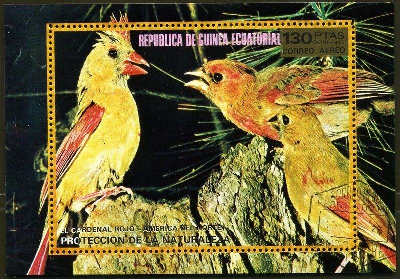 Northern Cardinal (Cardinalis cardinalis)