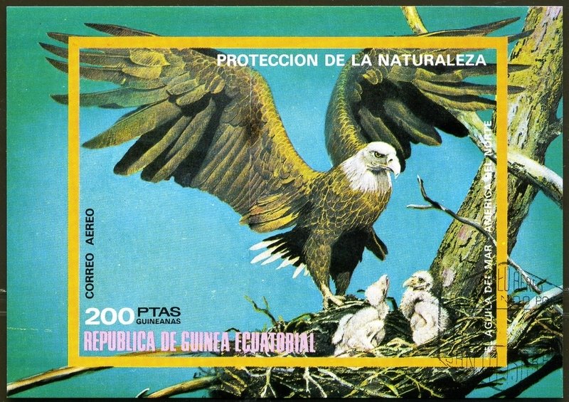 American Bald Eagle (Halaeëtus leucocephalus)